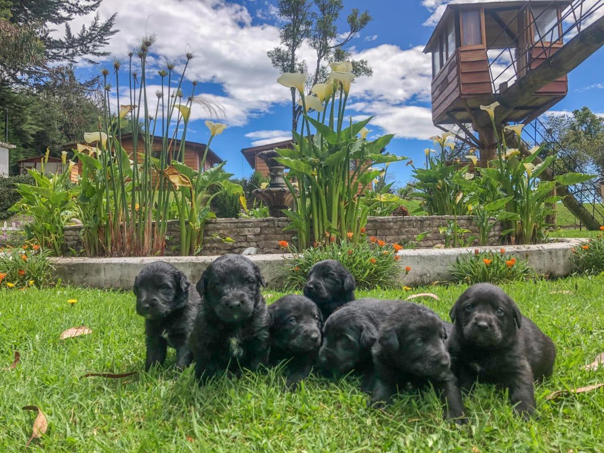 Hosteria Papagayo Cotopaxi Мачачи Экстерьер фото